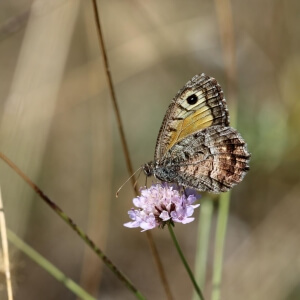 Kleiner Waldportier