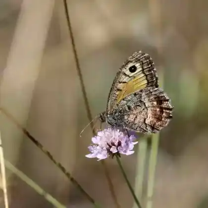 Foto von Kleiner Waldportier (Hipparchia alcyone)