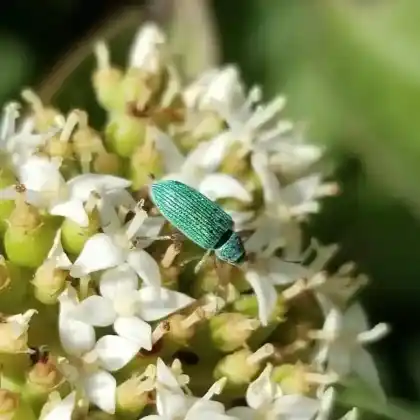 Foto von  (Polydrusus formosus)