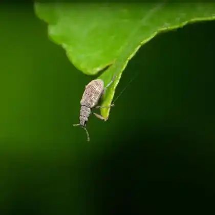 Foto von  (Polydrusus fulvicornis)