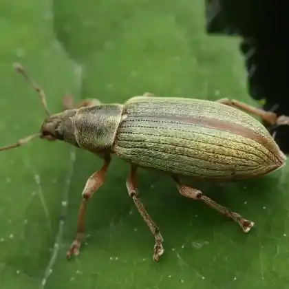 Foto von  (Polydrusus impar)