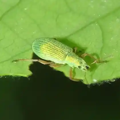 Foto von  (Polydrusus impressifrons)