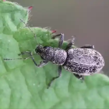 Foto von  (Polydrusus inustus)