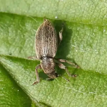 Foto von  (Polydrusus marginatus)