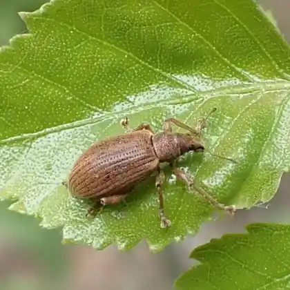 Foto von  (Polydrusus mollis)