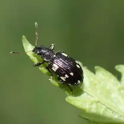 Foto von Perlfleck-Glanzrüssler (Polydrusus picus)