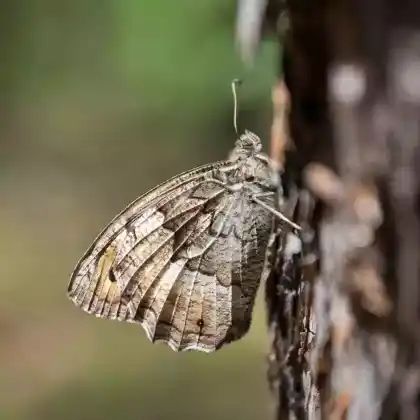 Foto von Großer Waldportier (Hipparchia fagi)