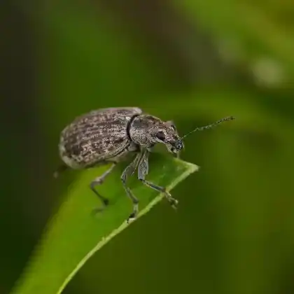 Foto von  (Polydrusus pilosus)
