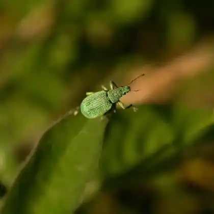 Foto von  (Polydrusus planifrons)