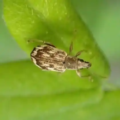Foto von  (Polydrusus tereticollis)
