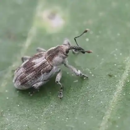Foto von Gewöhnlicher Sumpfkresserüssler (Poophagus sisymbrii)