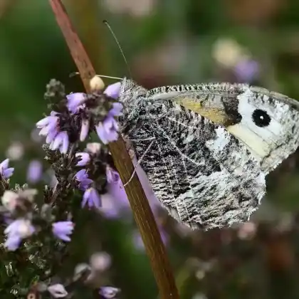 Foto von Rostbinde (Hipparchia semele)