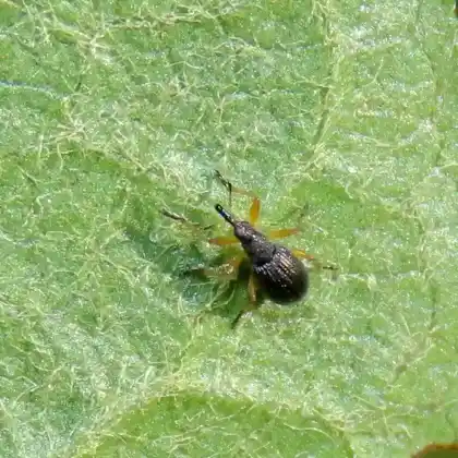 Foto von  (Protapion fulvipes)
