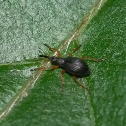 Foto von  (Protapion gracilipes)