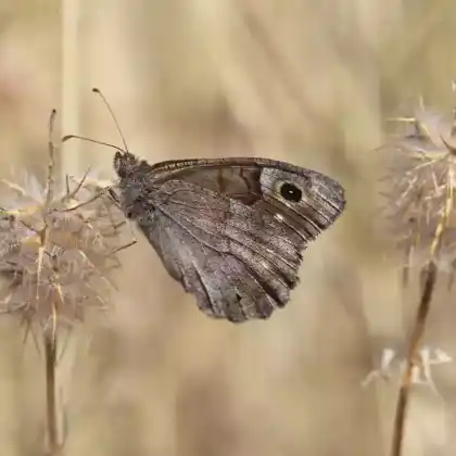 Foto von Kleine Rostbinde (Hipparchia statilinus)