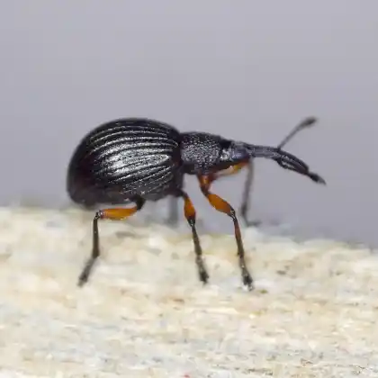 Foto von  (Protapion trifolii)