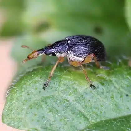 Foto von  (Pseudapion rufirostre)