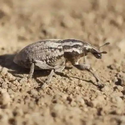 Foto von  (Pseudocleonus cinereus)