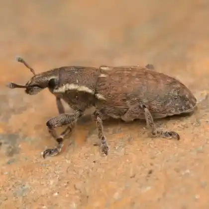 Foto von  (Pseudocleonus grammicus)