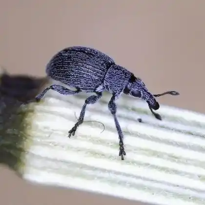 Foto von  (Pseudoperapion brevirostre)