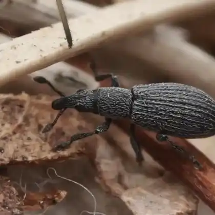 Foto von  (Pseudostenapion simum)