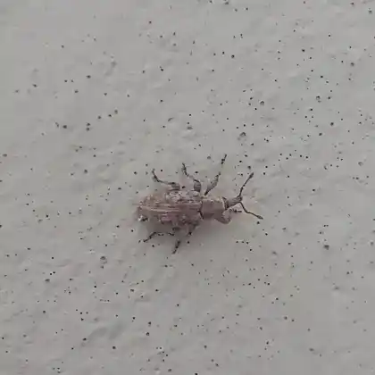 Foto von  (Pseudostyphlus pillumus)