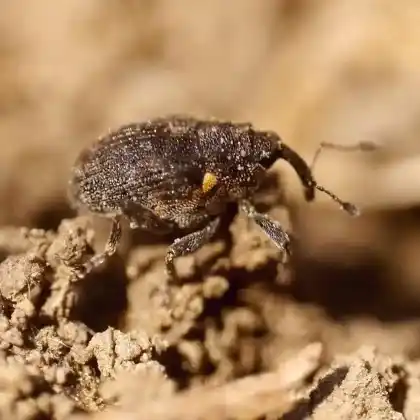 Foto von  (Ranunculiphilus faeculentus)