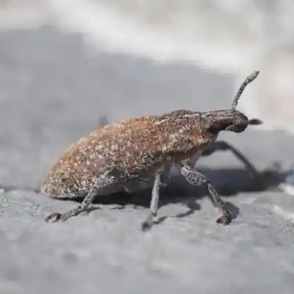 Foto von  (Rhabdorrhynchus echii)