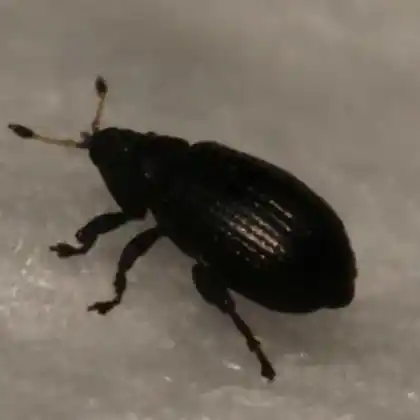Foto von  (Rhamphus oxyacanthae)