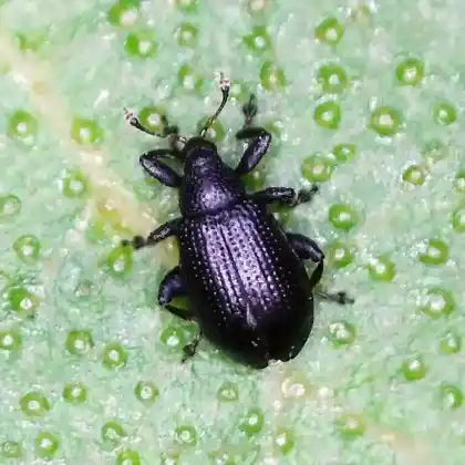 Foto von  (Rhamphus pulicarius)