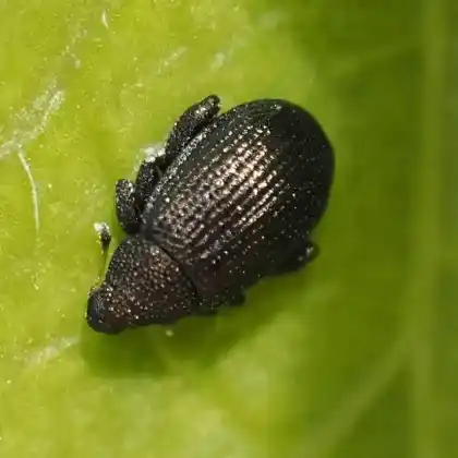 Foto von  (Rhamphus subaeneus)