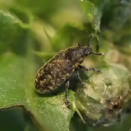 Foto von Distelkurzrüssler (Rhinocyllus conicus)