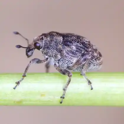 Foto von  (Rhinoncus bruchoides)