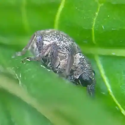 Foto von  (Rhinoncus inconspectus)