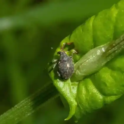 Foto von  (Rhinoncus perpendicularis)