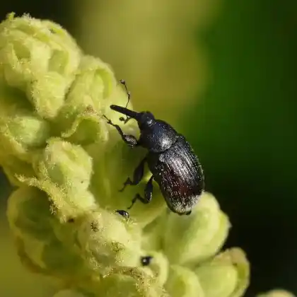 Foto von  (Rhinusa asellus)