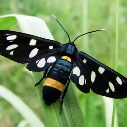 Foto von Weißfleck-Widderchen (Amata phegea)