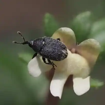 Foto von  (Rhinusa melas)