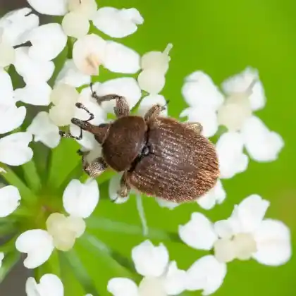 Foto von Veränderlicher Gallenrüssler (Rhinusa tetra)