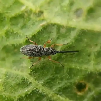 Foto von  (Rhopalapion longirostre)