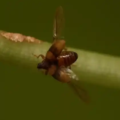 Foto von  (Rhynchaenus xylostei)