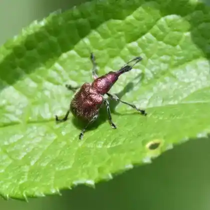Foto von  (Rhynchites auratus)