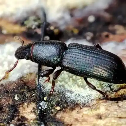 Foto von Schwarzer Baumhöhlenrüssler (Rhyncolus ater)