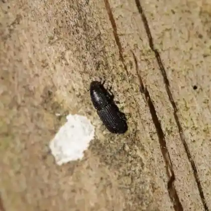 Foto von  (Rhyncolus sculpturatus)