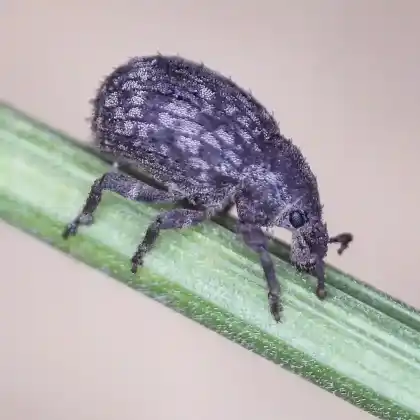 Foto von  (Romualdius angustisetulus)