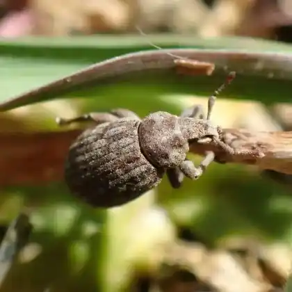 Foto von Krustenrüsselkäfer (Romualdius scaber)