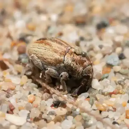 Foto von  (Sibinia femoralis)