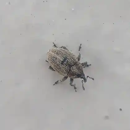 Foto von  (Sibinia pellucens)