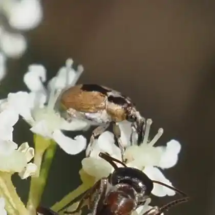 Foto von  (Sibinia phalerata)