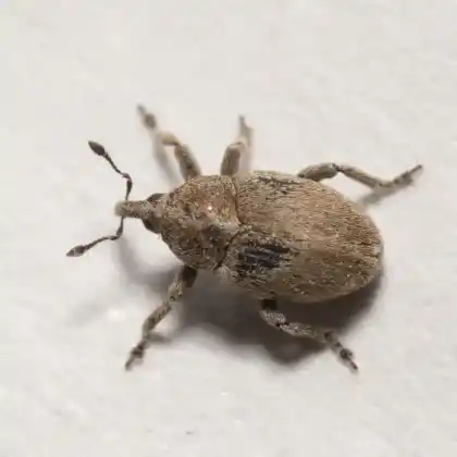 Foto von  (Sibinia pyrrhodactyla)